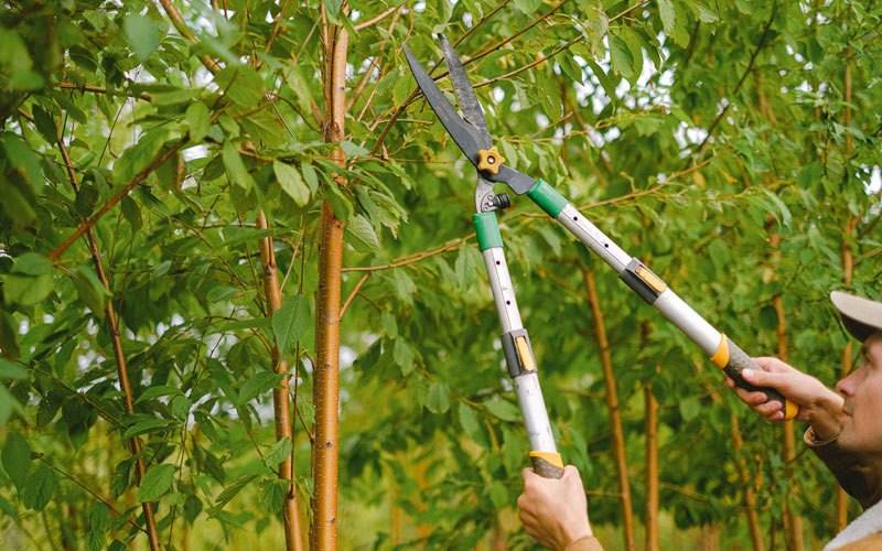 Tree trimming in Ritzville, WA